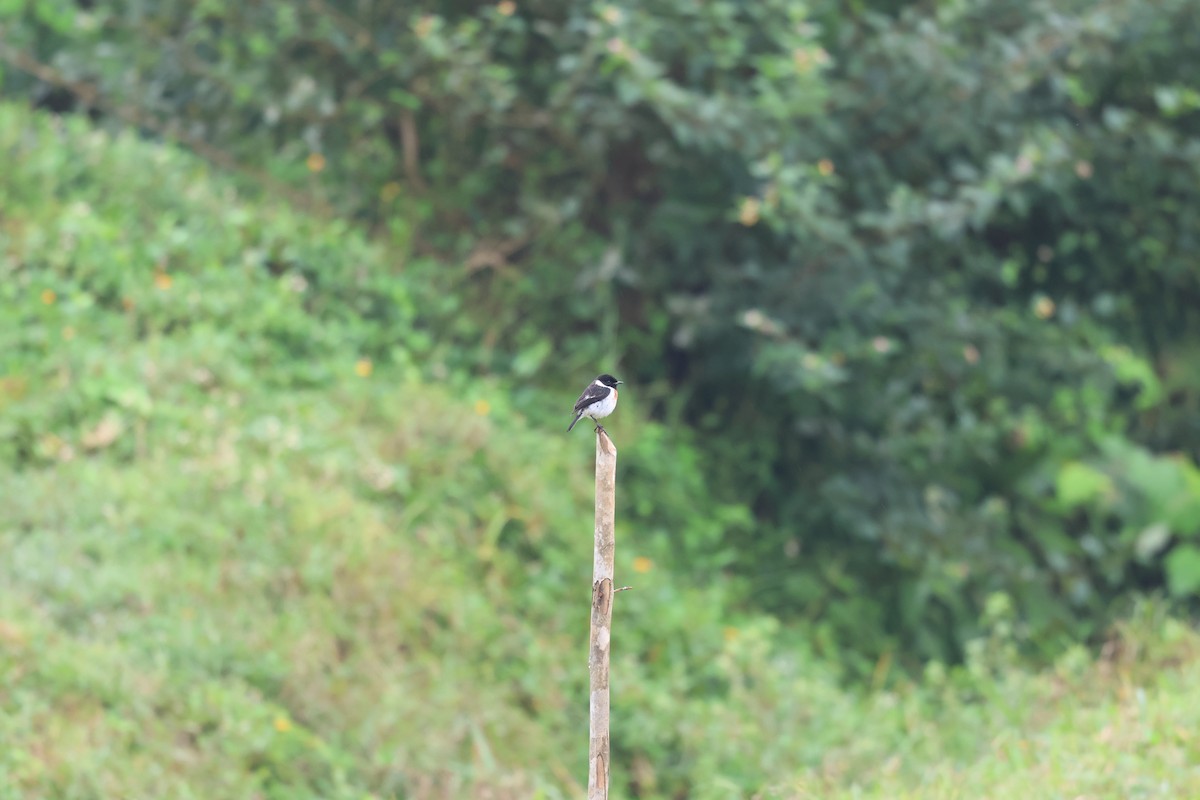African Stonechat - ML641218638