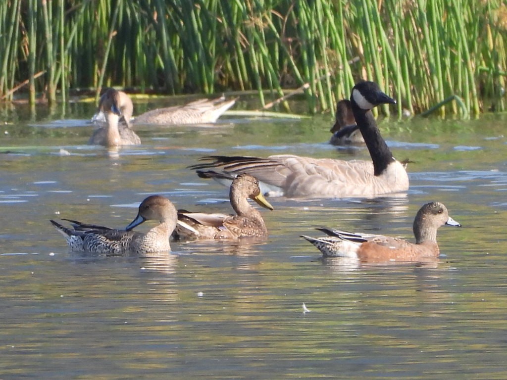 Canard d'Amérique - ML641218647