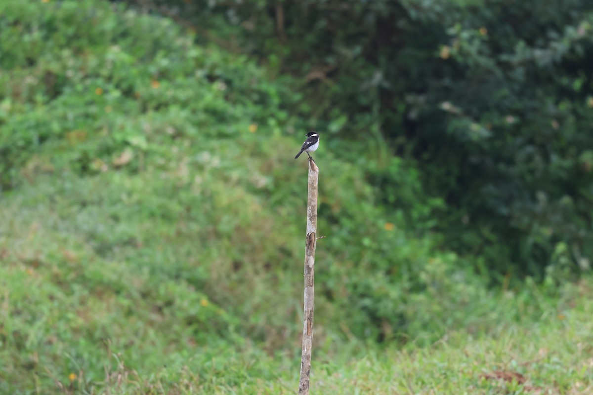African Stonechat - ML641218662