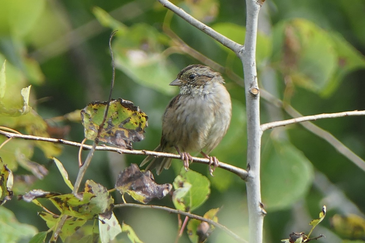 Swamp Sparrow - ML641218696