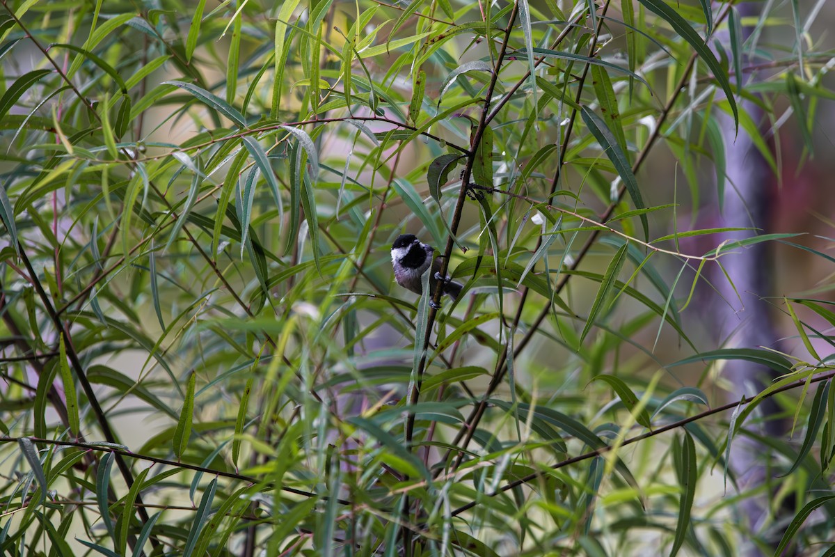 Carolina Chickadee - ML641218717