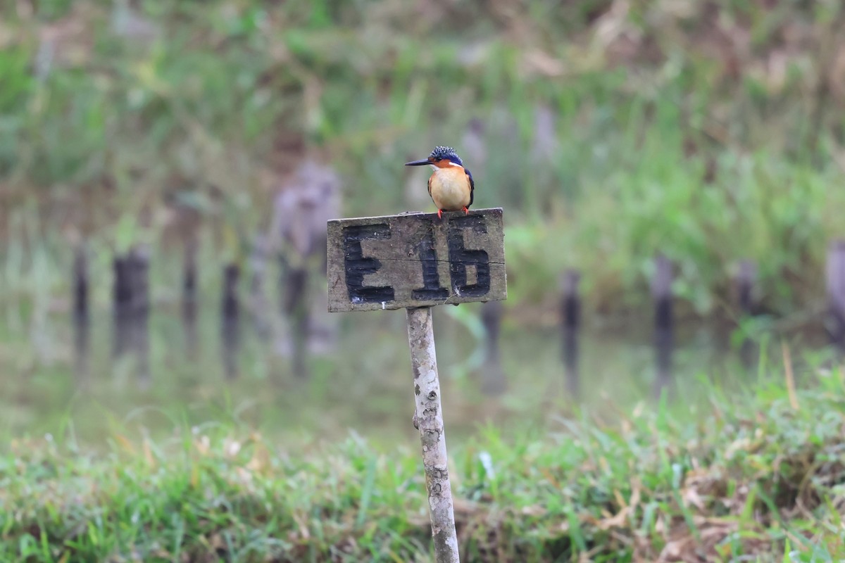 Malagasy Kingfisher - ML641218723