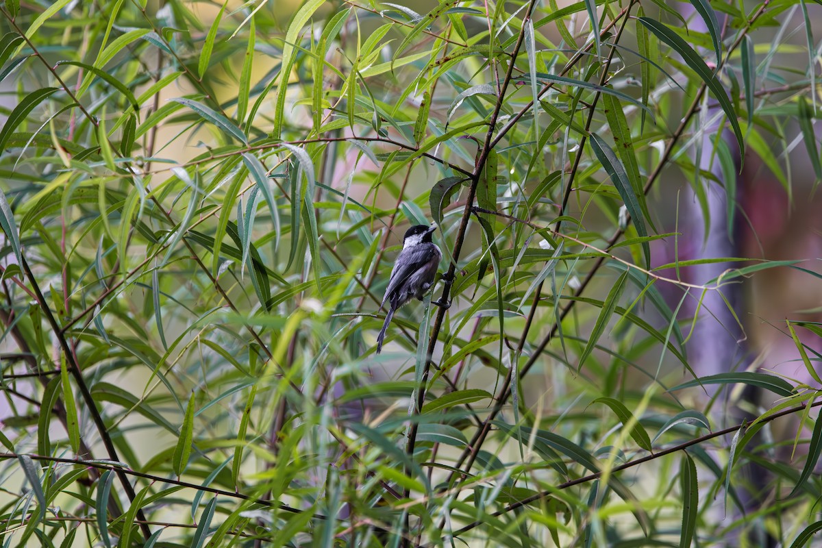 Carolina Chickadee - ML641218734