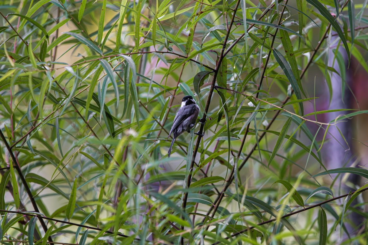 Carolina Chickadee - ML641218736
