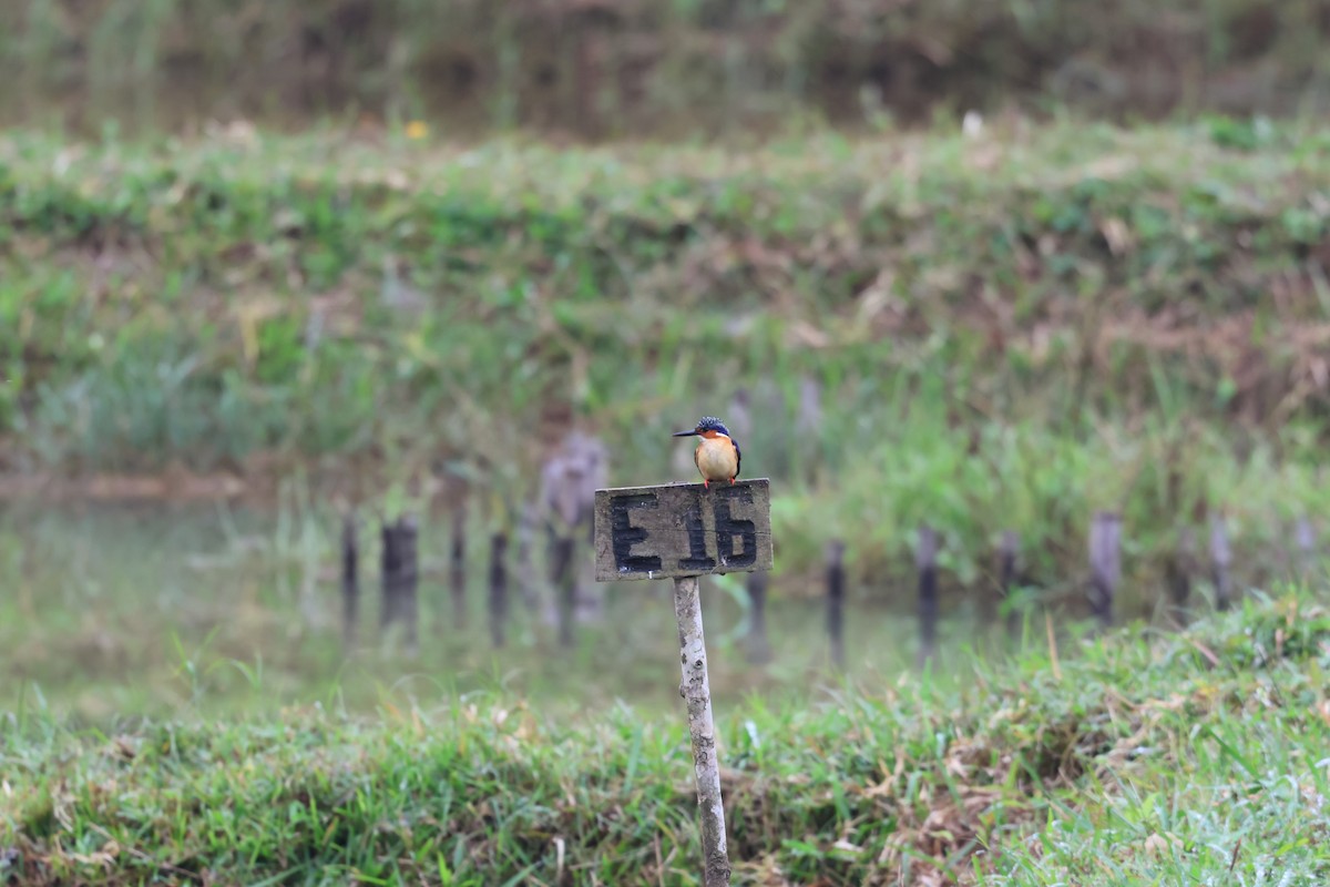 Malagasy Kingfisher - ML641218739