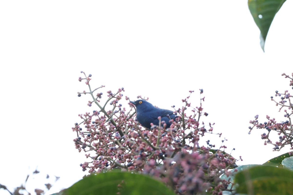 Deep-blue Flowerpiercer - ML641218747