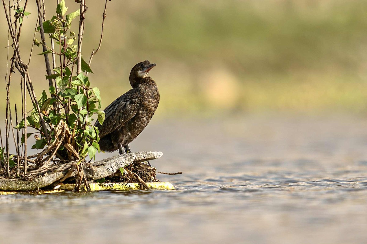 Little Cormorant - ML641218790