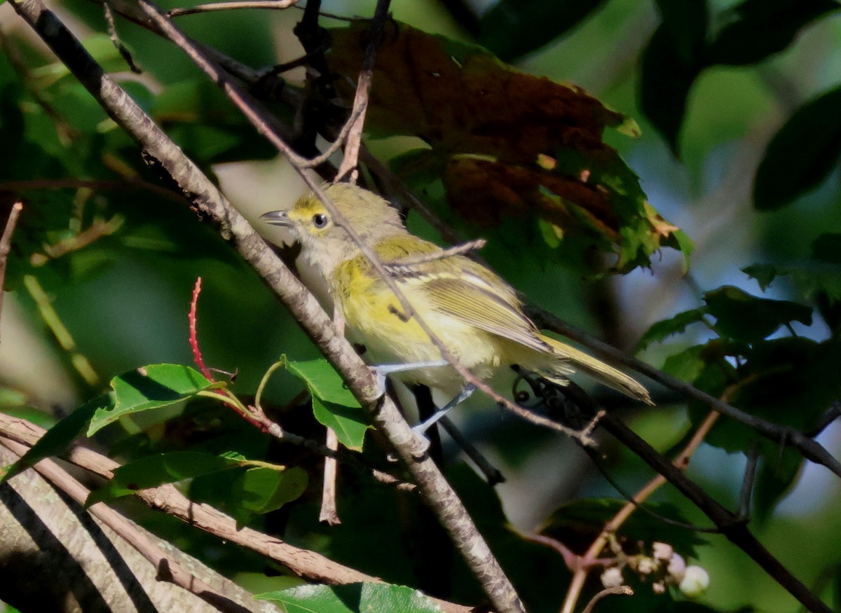 White-eyed Vireo - ML641218801
