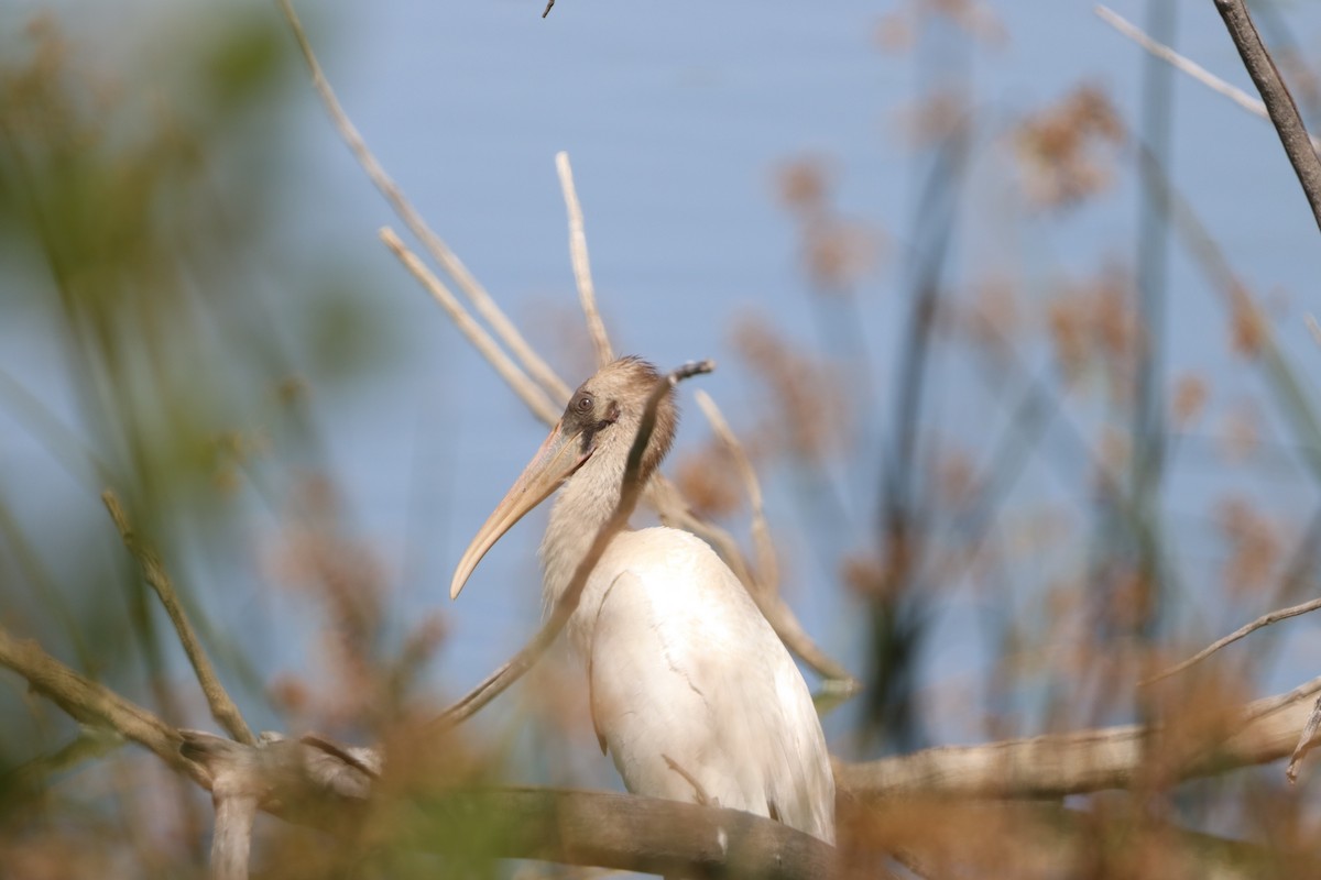 Wood Stork - ML641218806