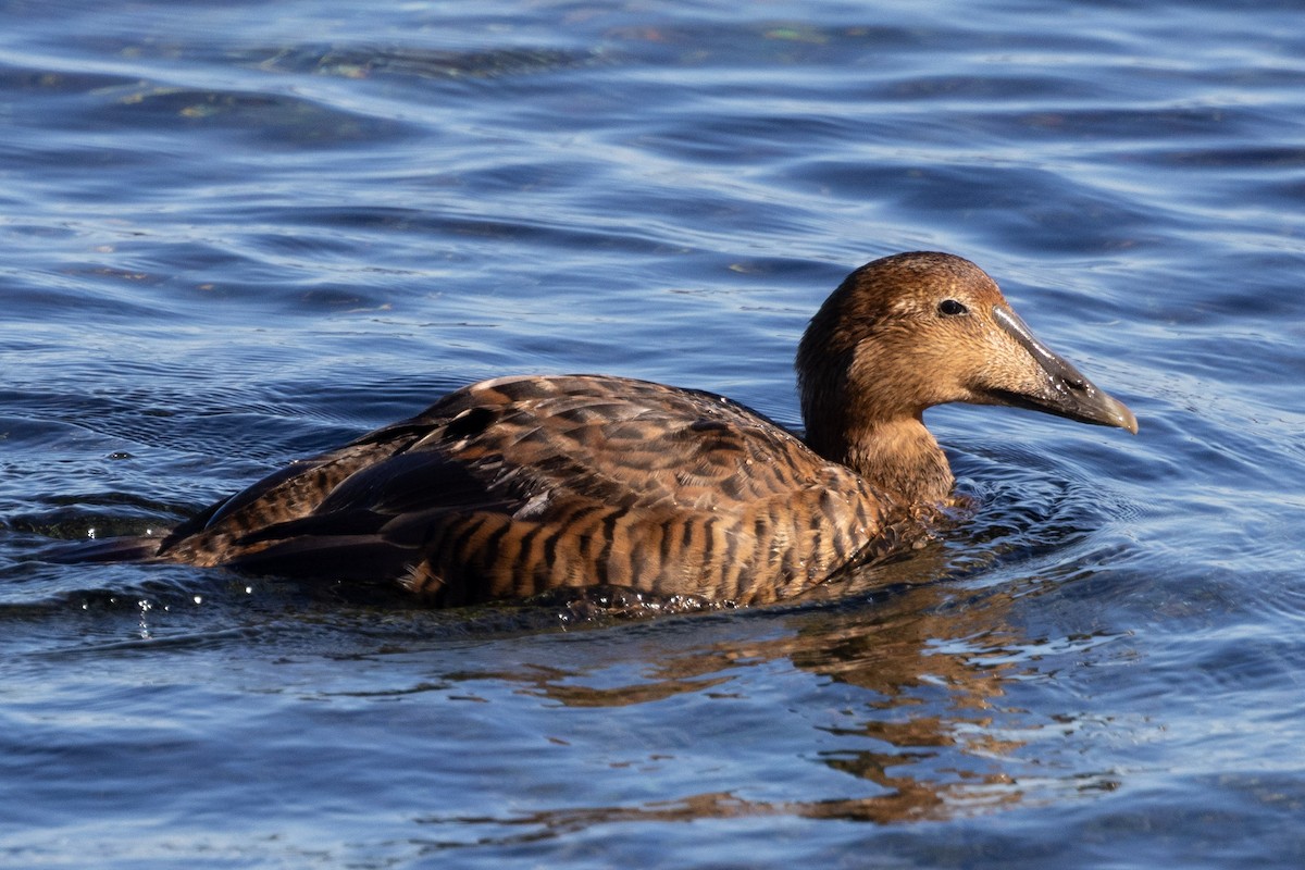 Common Eider - ML641218818