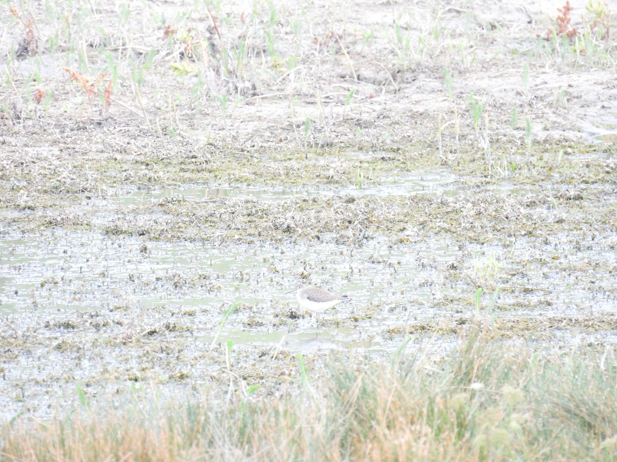 eremittsnipe - ML641218820
