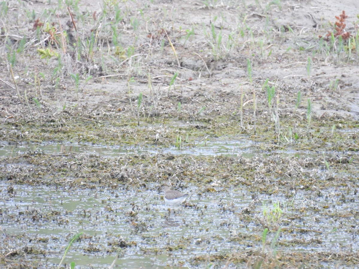 eremittsnipe - ML641218822