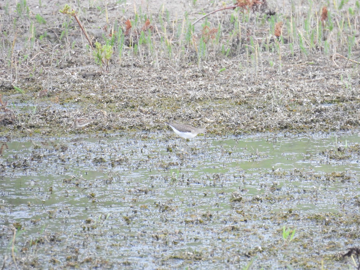 eremittsnipe - ML641218833