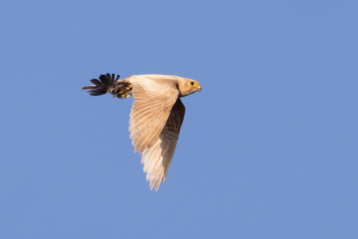 Merlin - ML641218853