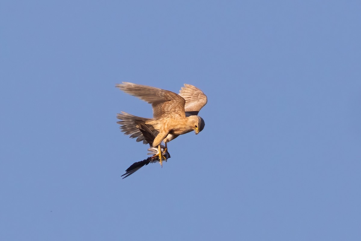 Merlin - ML641218867