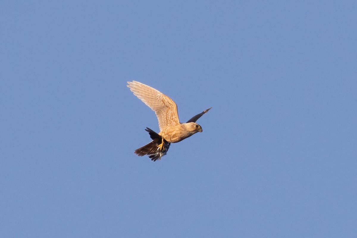 Merlin - ML641218876