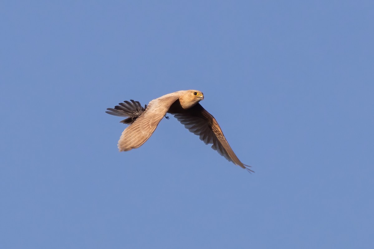 Merlin - ML641218879