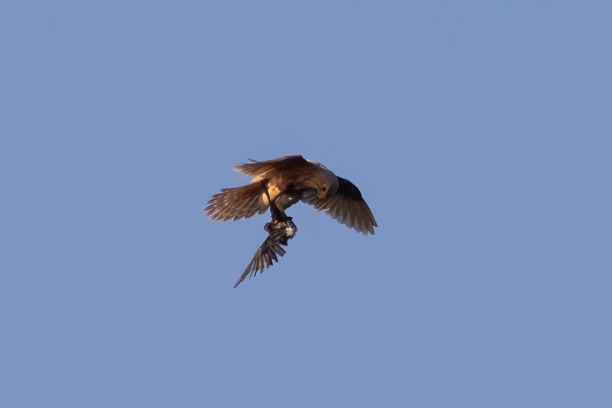 Merlin - ML641218888