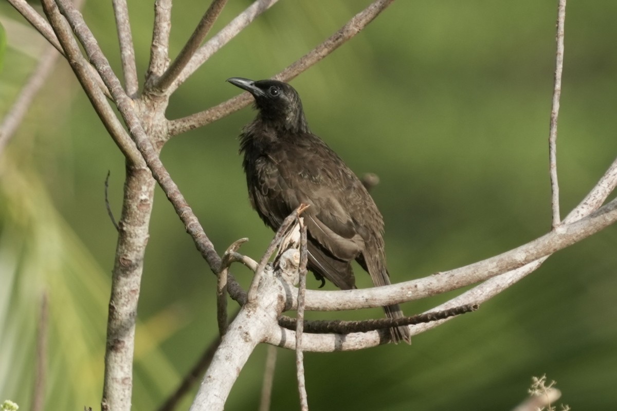 Samoan Starling - ML641218891