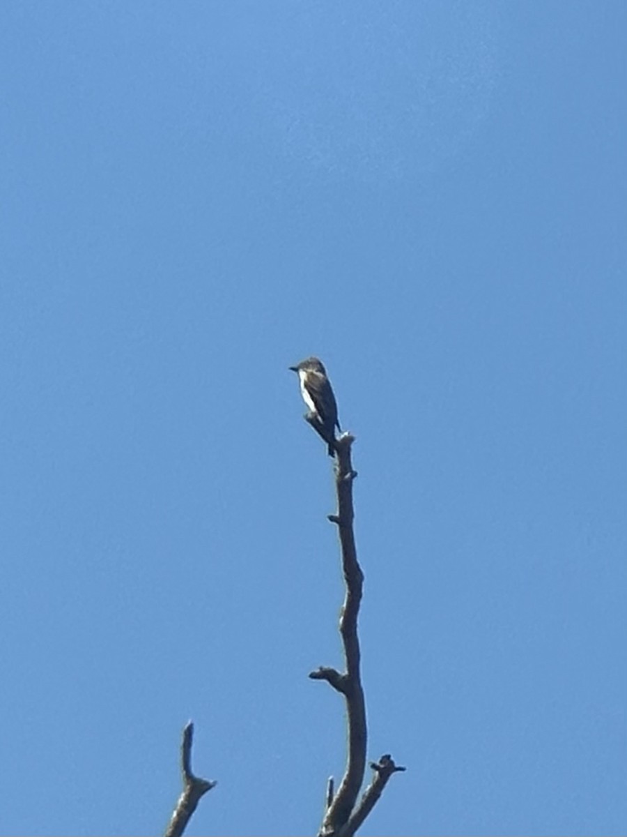 Olive-sided Flycatcher - ML641218907
