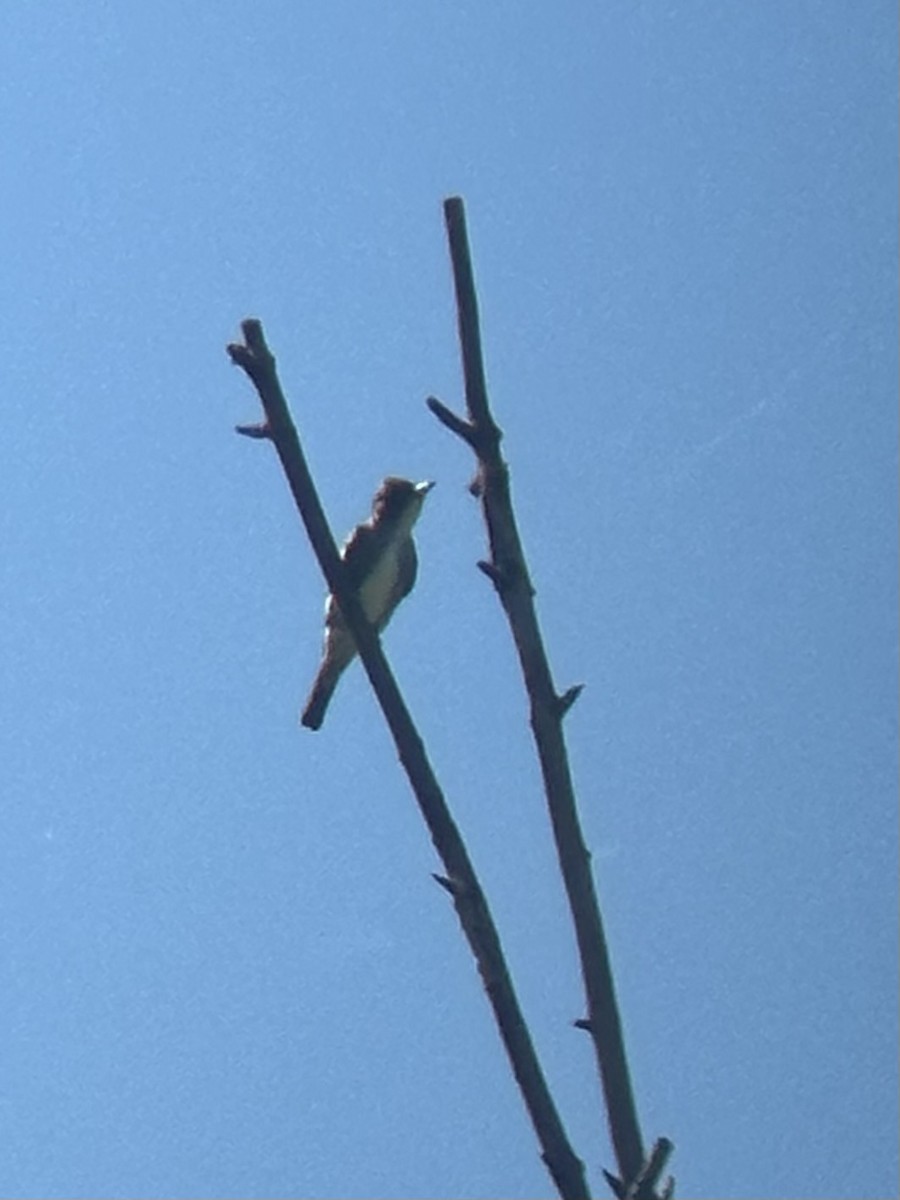Olive-sided Flycatcher - ML641218908