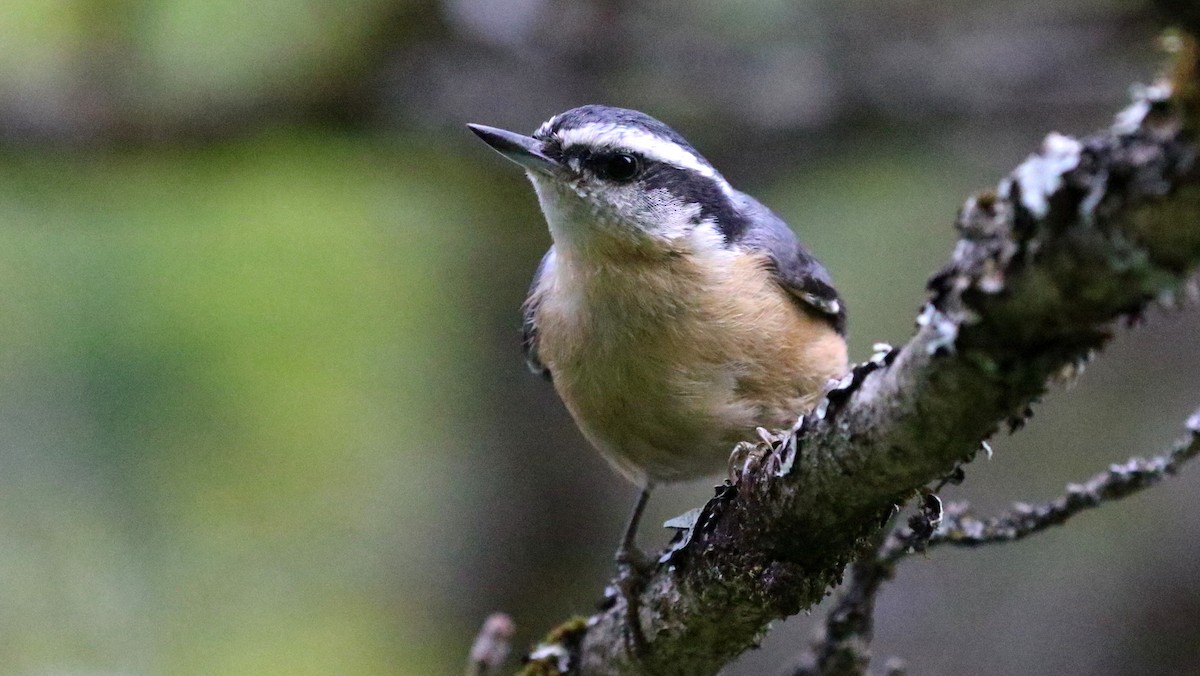 Red-breasted Nuthatch - ML641218931