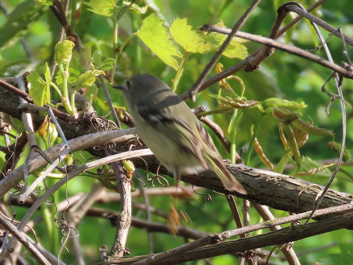 Ruby-crowned Kinglet - ML641218964