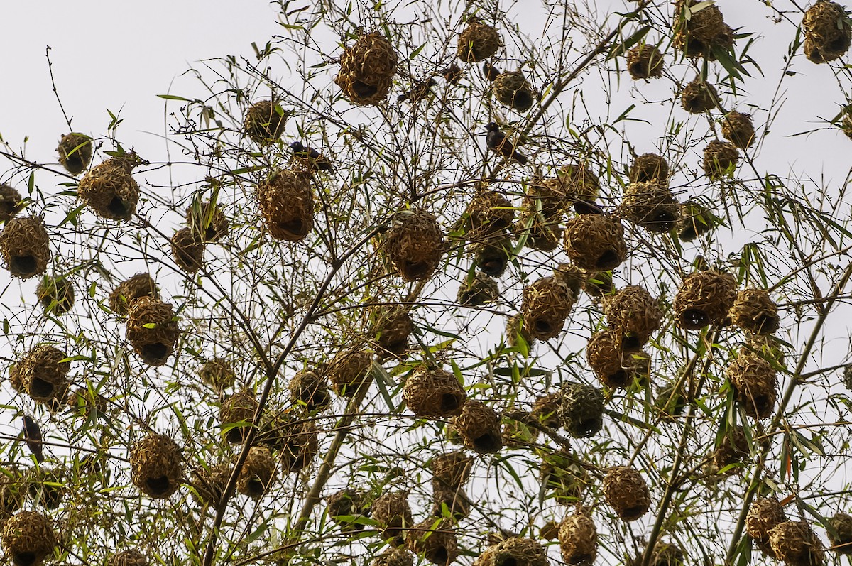 Chestnut-and-black Weaver - ML641218995