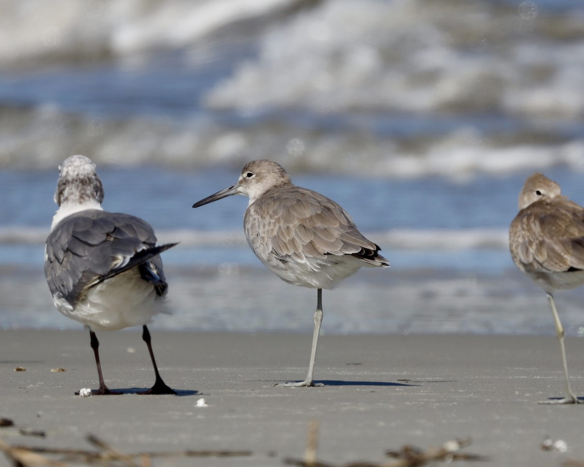 Willet - ML641219001