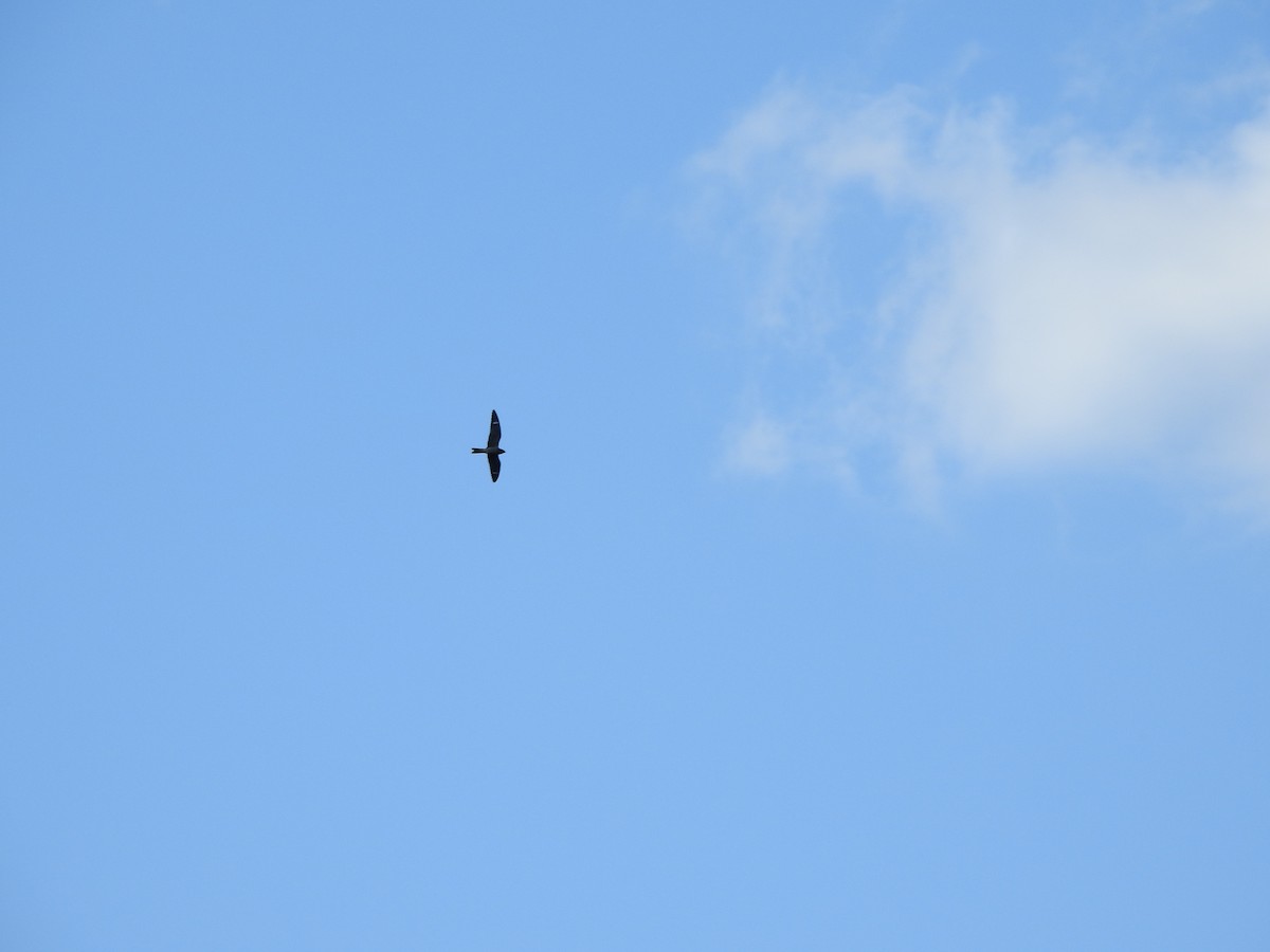 Common Nighthawk - ML641219059
