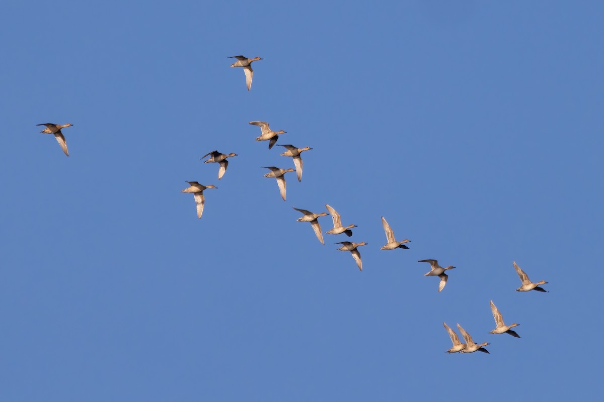 Northern Pintail - ML641219068