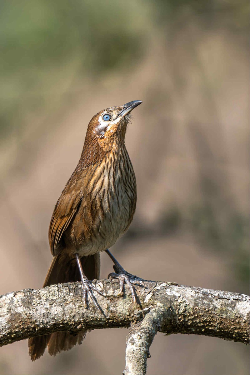 Spiny Babbler - ML641219081
