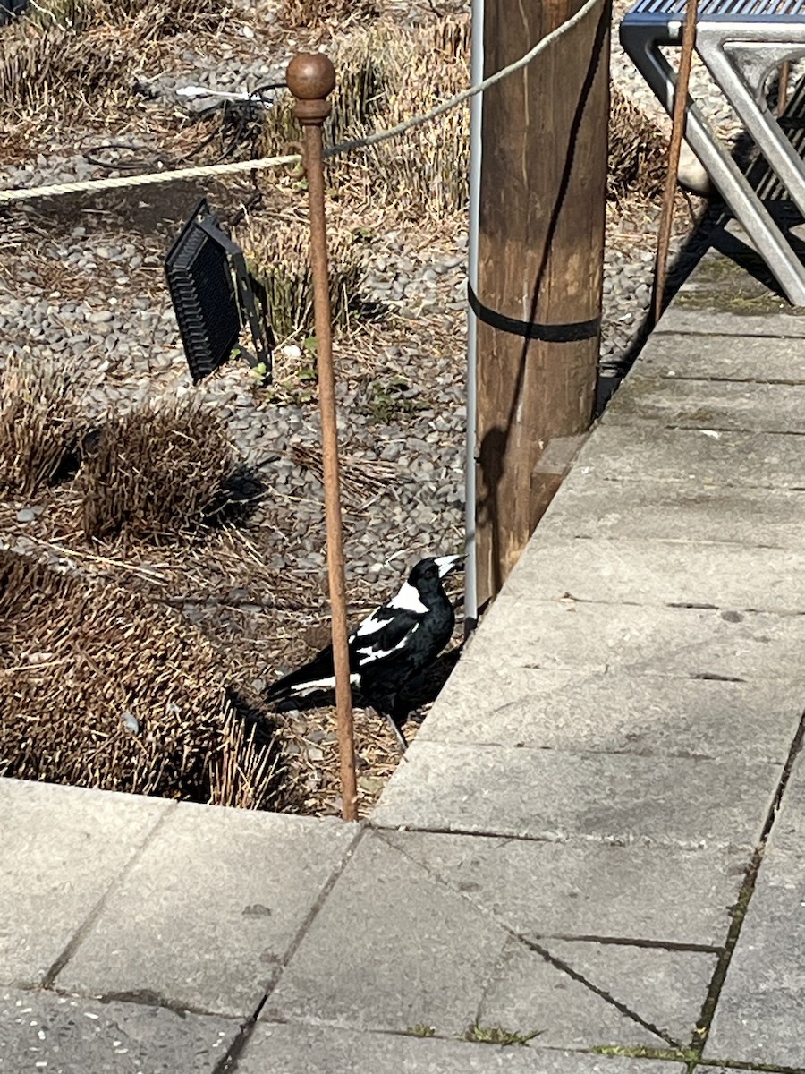 Australian Magpie - ML641219082