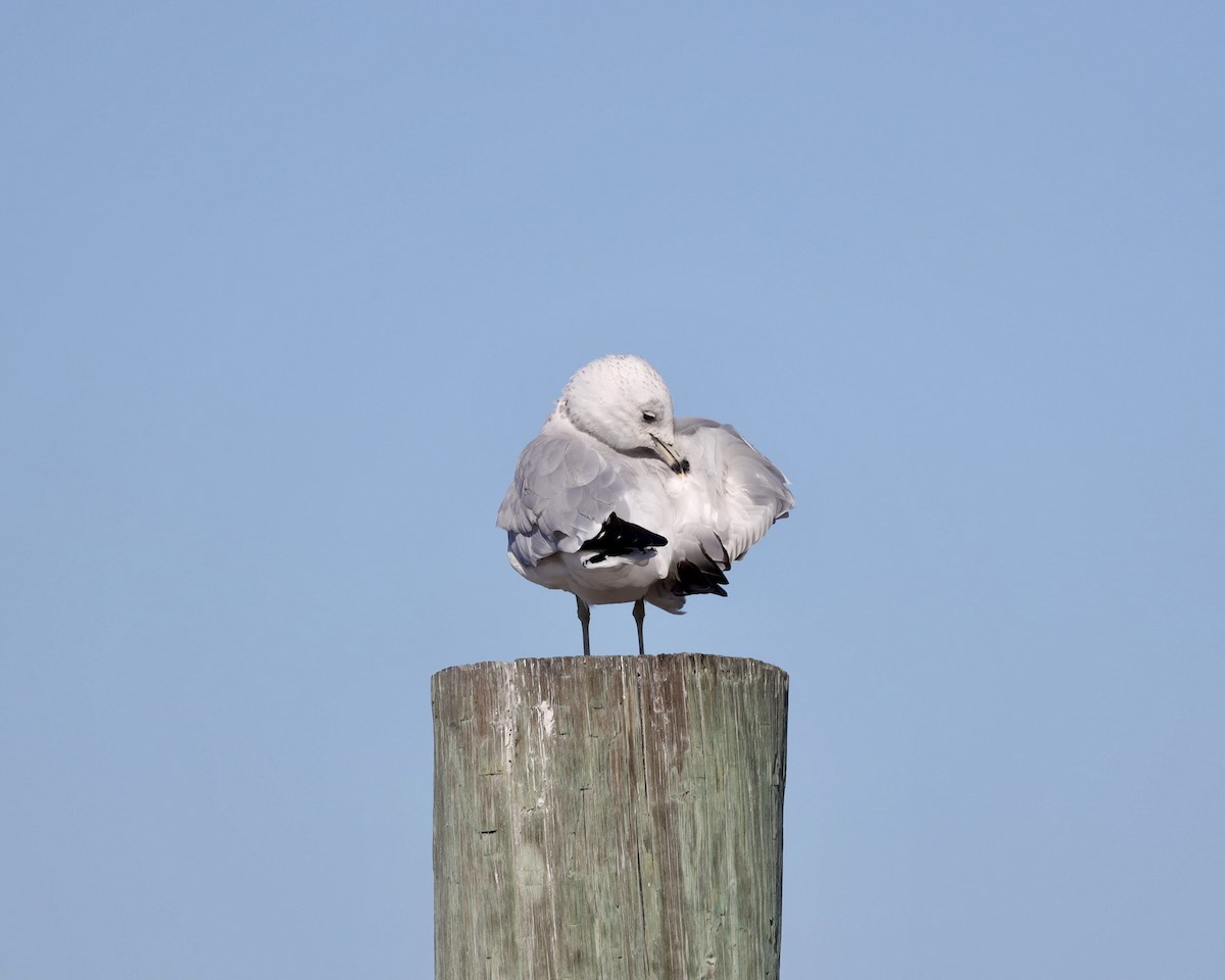 Ring-billed Gull - ML641219106