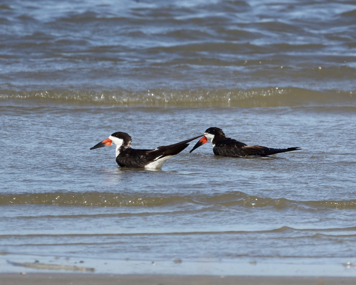 Black Skimmer - ML641219110