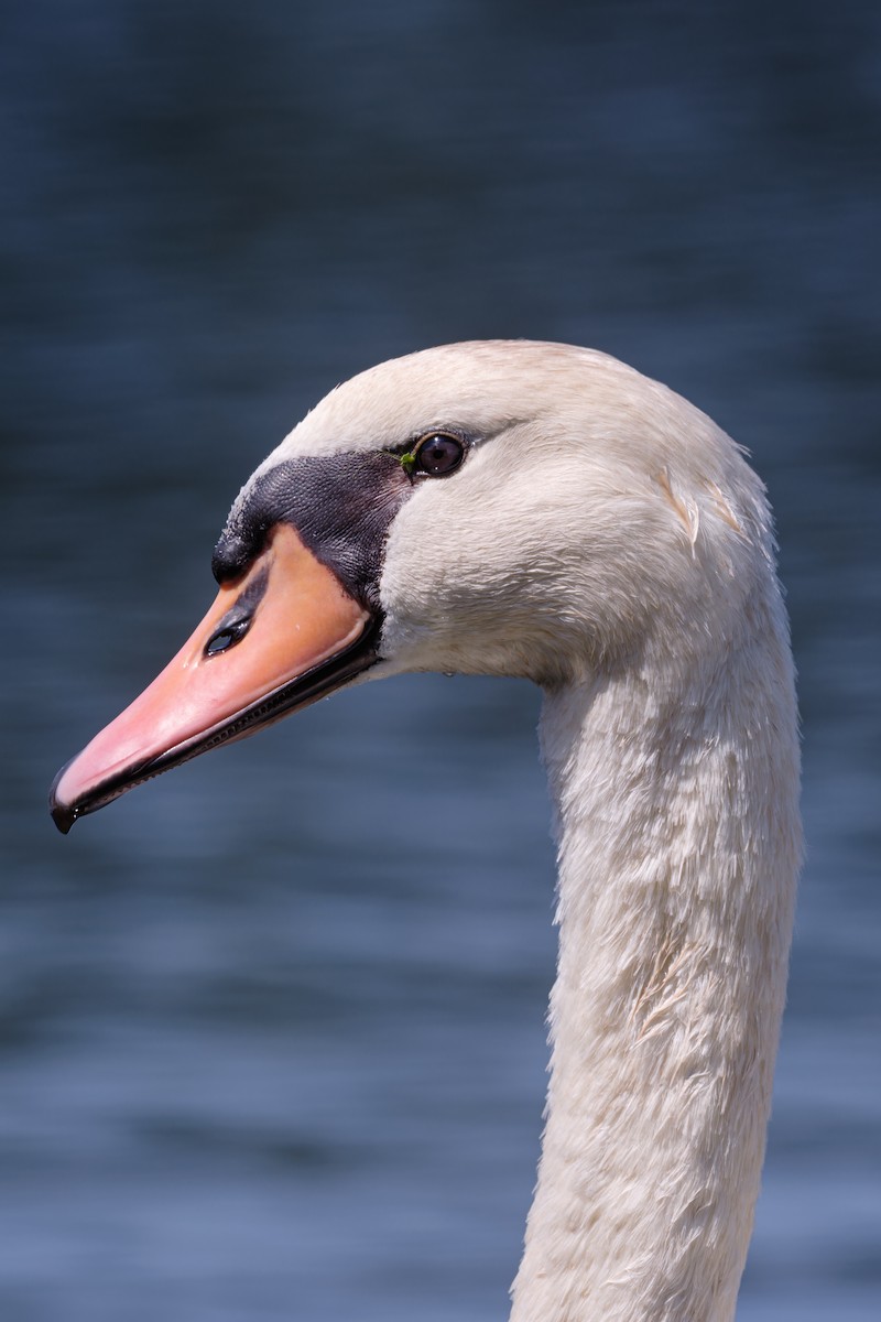 Cygne tuberculé - ML641219113