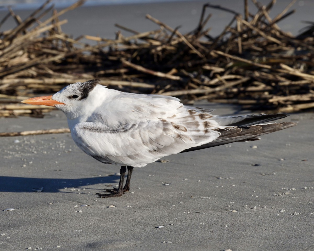 Royal Tern - ML641219121