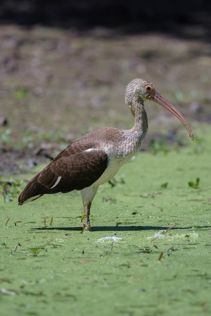 Ibis blanc - ML641219125
