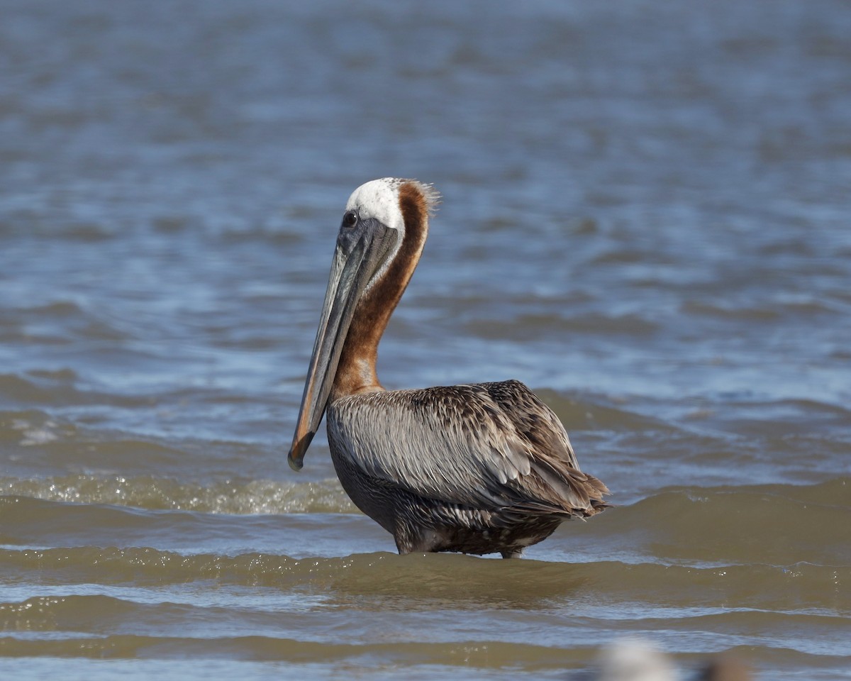 Brown Pelican - ML641219137