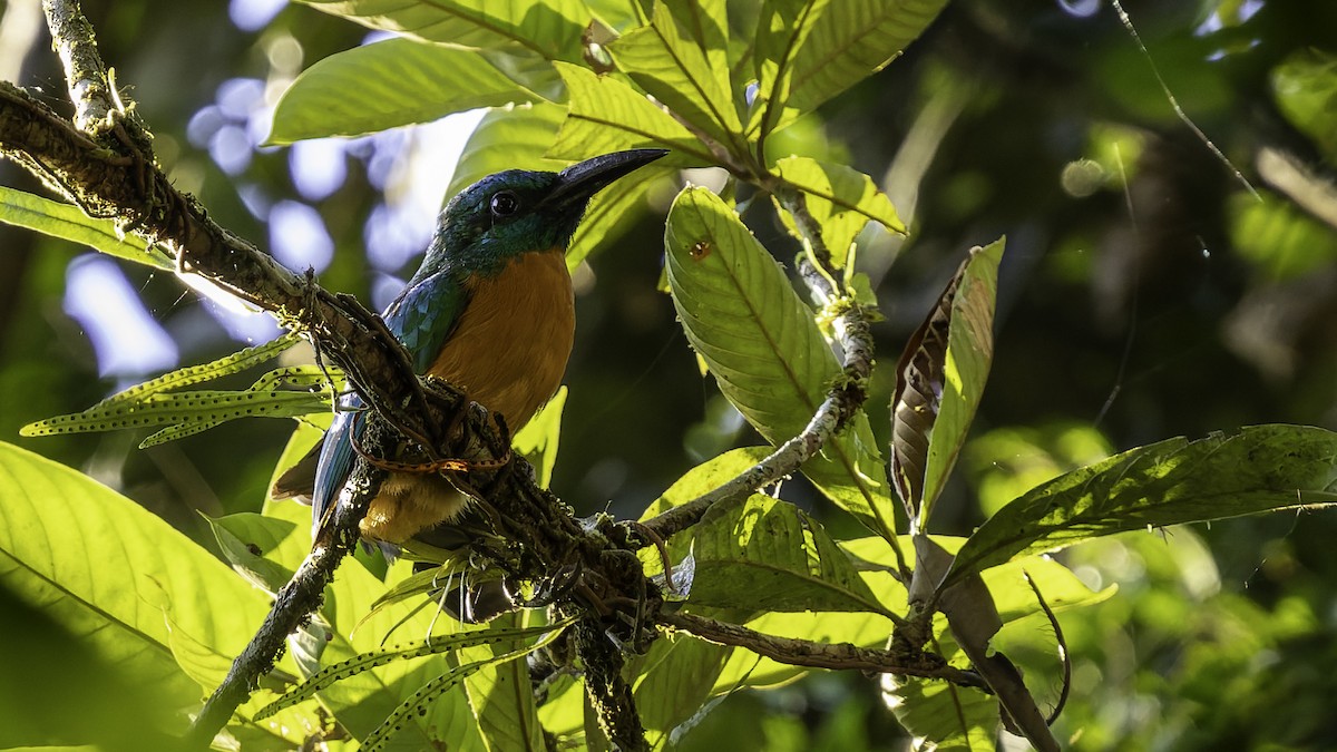 Great Jacamar - ML641219146