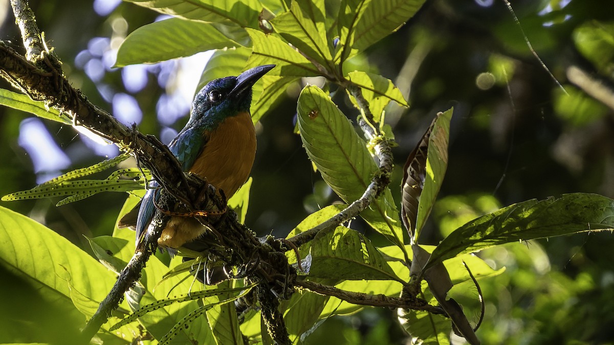 Great Jacamar - ML641219154