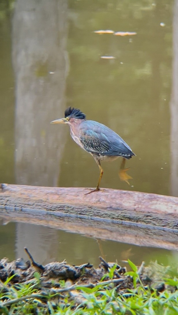 Green Heron - ML641219165