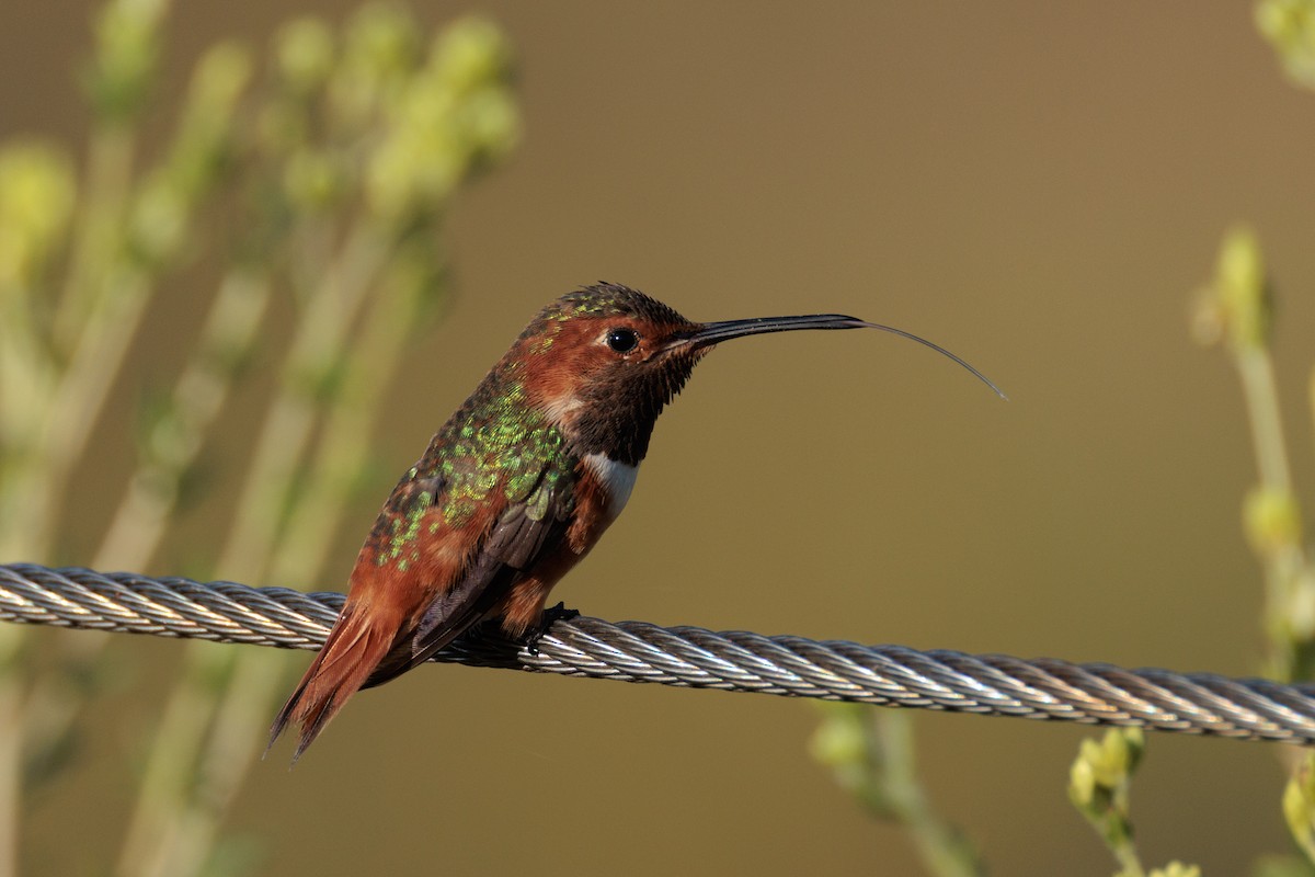 Allen's Hummingbird - ML641219185
