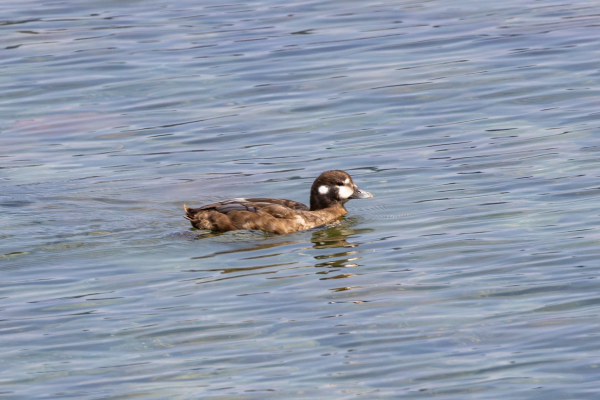 Harlequin Duck - ML641219272