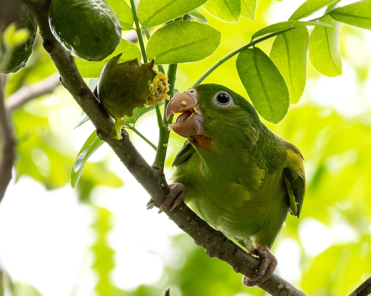 Orange-chinned Parakeet - ML641219301