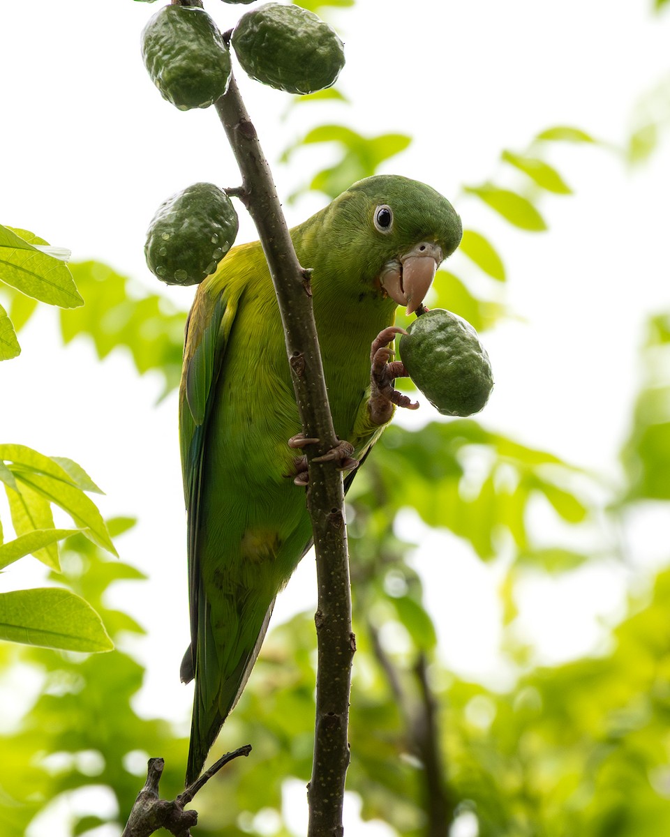 Orange-chinned Parakeet - ML641219302
