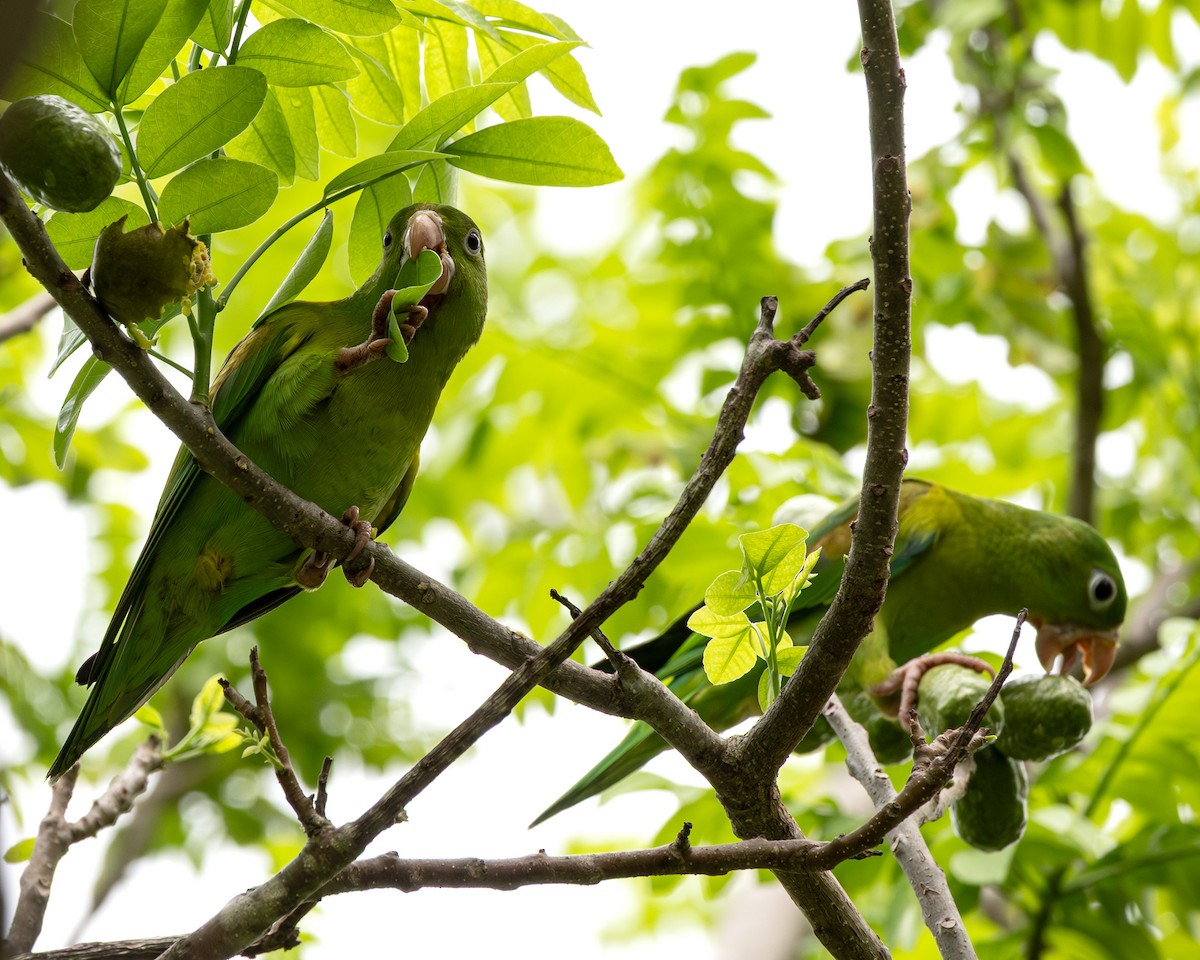 Orange-chinned Parakeet - ML641219303