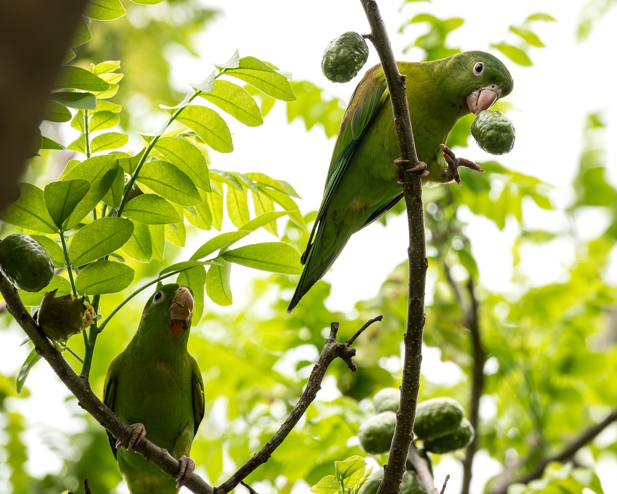 Orange-chinned Parakeet - ML641219304