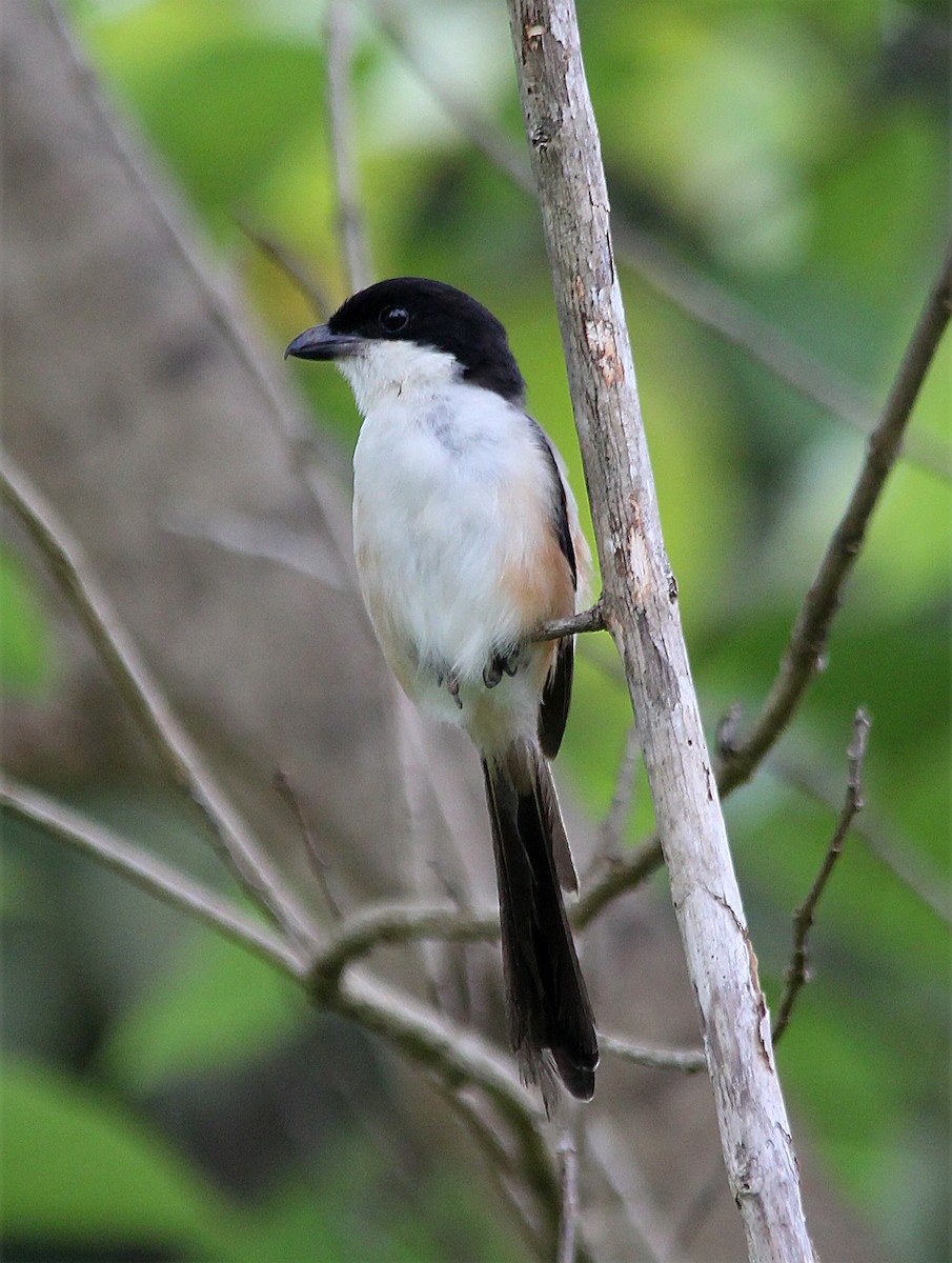 棕背伯勞 - ML641219311