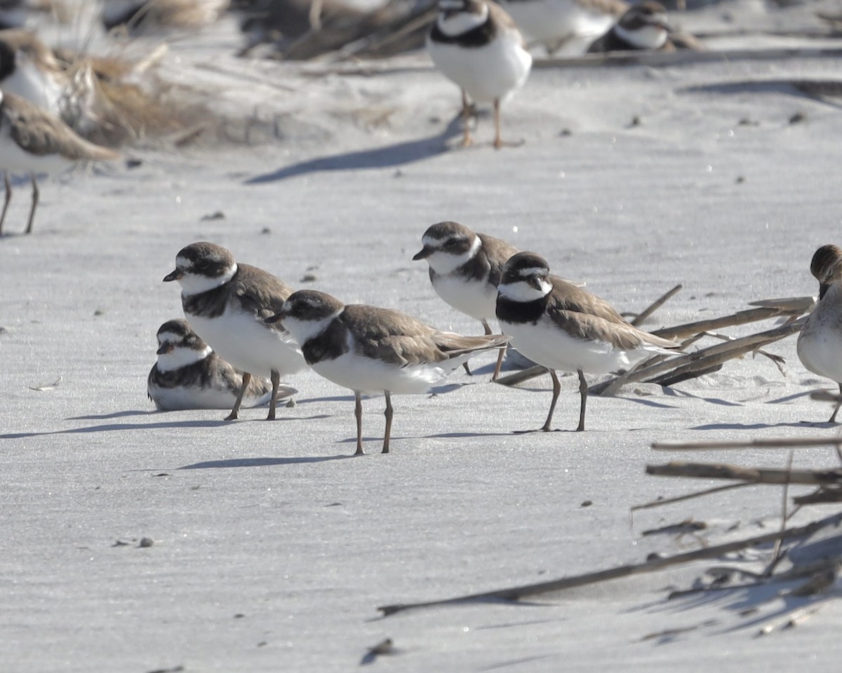 Semipalmated Plover - ML641219321